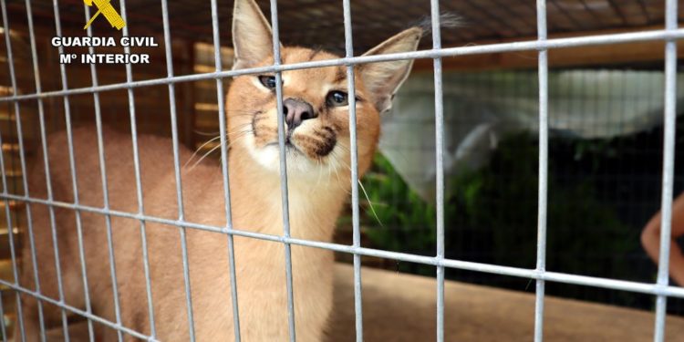 La Guardia Civil interviene dos linces protegidos que habían sido vendidos de forma ilegal