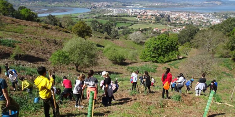 Nuevo impulso al corredor forestal de Colindres con el programa Reforesta de la Asociación Cultural Bosques de Cantabria.