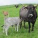 El Gobierno de Cantabria podrá habilitar a veterinarios en la prevención, lucha y control de las enfermedades animales emergentes
