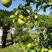 El Gobierno de Cantabria muestra su «total apoyo» para que el limón de Novales se convierta en un producto con sello IGP
