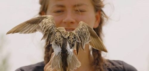 Este miércoles se inaugura el Ciclo de Cine Documental Pajareros, con aves marinas y experiencias sonoras