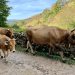 El Gobierno de Cantabria inicia el pago de los tres millones de las ayudas extraordinarias a los ganaderos