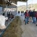 Susinos apuesta por mejorar las explotaciones agrarias para incrementar la competitividad del sector agrario en Cantabria