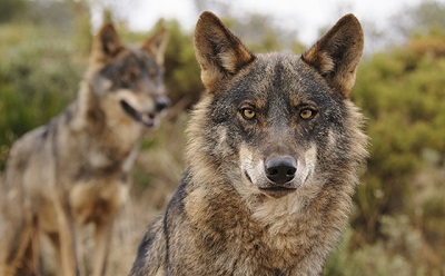 Las organizaciones ecologistas rechazan la desprotección del lobo, un alarmante ataque a la ciencia y un grave retroceso en defensa de la naturaleza