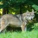 Desarrollo Rural remite al MITECO las solicitudes de informe para la realización de controles de lobo en Caballar y en la Costa Occidental