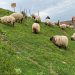 El Gobierno de Cantabria refuerza su defensa y promoción de las razas autóctonas de ganado ovino y caprino por su contribución al mantenimiento de la biodiversidad