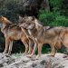 PACMA pide al Gobierno que exija al Congreso la revocación de la exclusión del lobo del LESPRE por invasión de competencias