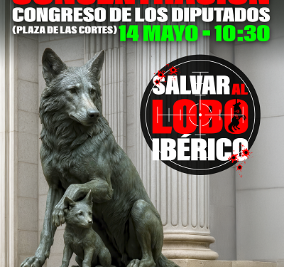 PACMA anuncia una concentración frente al Congreso para exigir la protección del lobo ibérico