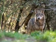 La Sala de lo Contencioso de Cantabria desestima suspender la extracción de lobos solicitada por Ecologistas en Acción como medida cautelar “porque la situación de la especie no es desfavorable”