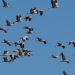 Cinco especies, miles de kilómetros: el gran viaje de las aves que llegan este otoño