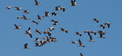Cinco especies, miles de kilómetros: el gran viaje de las aves que llegan este otoño