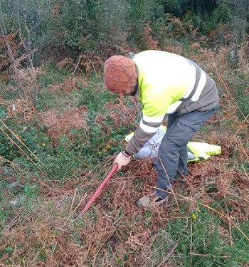 El Ayuntamiento de Ramales y FNYH recuperan el encinar cantábrico de Monte El Moro