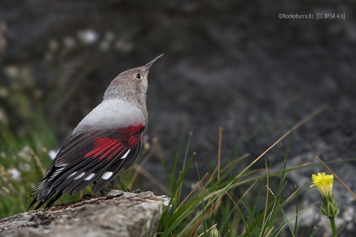 2025: Un año clave para la naturaleza:SEO/BirdLife ha trabajado en el 2025 en diferentes ámbitos, desde la protección de especies emblemáticas y espacios clave hasta la incidencia política y jurídica