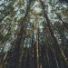 Astillero impulsará “El Bosque de Cantabria”, un nuevo pulmón verde para poner en valor la naturaleza de la región