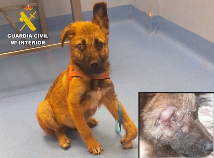 La Guardia Civil investiga a dos personas por un presunto delito de maltrato animal grave a un cachorro de perro de tres meses
